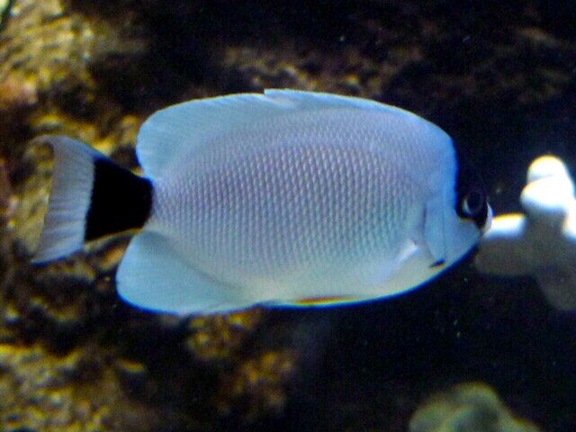 Ikan Bidadari Bertopeng (Genicanthus personatus