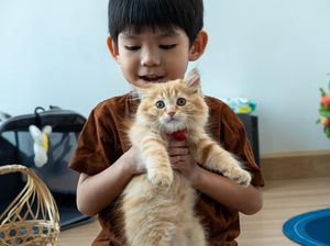 8 Manfaat Memelihara Kucing di Rumah, Bikin Hidup Lebih Bahagia!