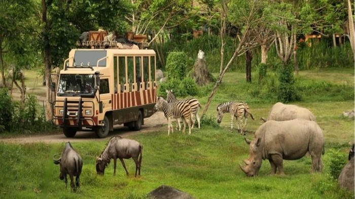 Ilustrasi safari (dok. Istimewa)