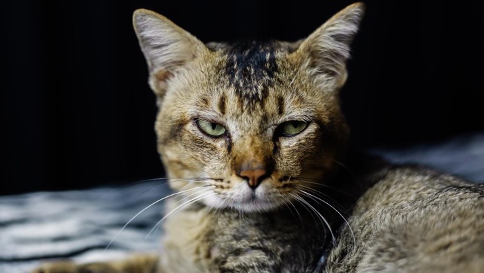 Potret kucing marah