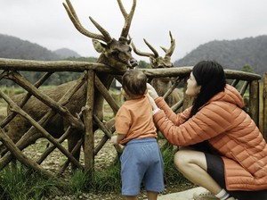 Bandung Raya Sepekan: Lembang Park & Zoo Kembali Buka!