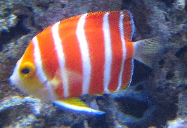 Peppermint Angelfish.