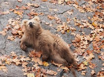 Potret Gemas Jujun, Bayi Beruang Viral di China