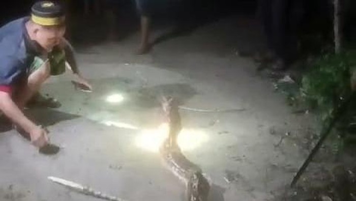 Ular piton berukuran 5 meter mati ditebas warga saat mangsa kambing di Polman.