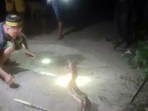 Ular Piton 5 Meter Mangsa Kambing di Polman, Langsung Ditebas Warga