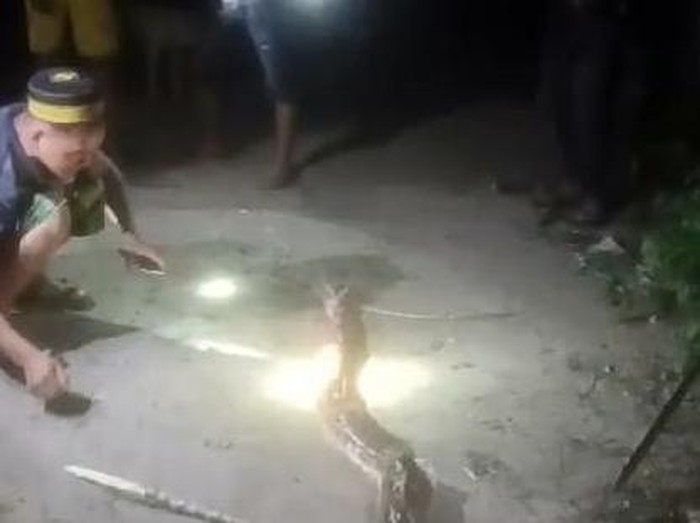 Ular piton berukuran 5 meter mati ditebas warga saat mangsa kambing di Polman.
