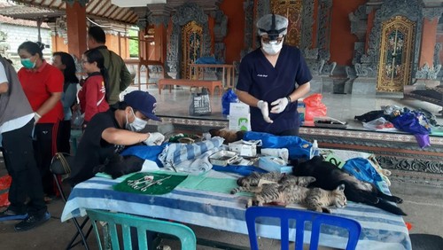 Vaksinasi rabies di Klungkung, Jumat (13/12/2024).