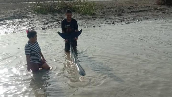 Viral lumba-luma terdampar di Pohuwato, Gorontalo.