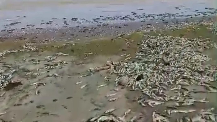 Viral ribuan ikan mati terdampar di Pantai Tegal Papak, Pagelaran, Kabupaten Pandeglang. (Dok. ist)