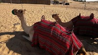 Wisata naik unta di Abu Dhabi memberikan pengalaman yang sangat unik. Untuk merasakan pengalaman ini, biayanya sebesar US$ 50 atau sekitar Rp 800 ribu per orang. Harga itu termasuk dengan layanan penjemputan pulang pergi ke hotel tempat menginap. (Fadly/detikTravel)