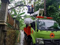 Pohon Tumbang Timpa Kabel Listrik di Bantul, 5 Kampung Sempat Mati Lampu