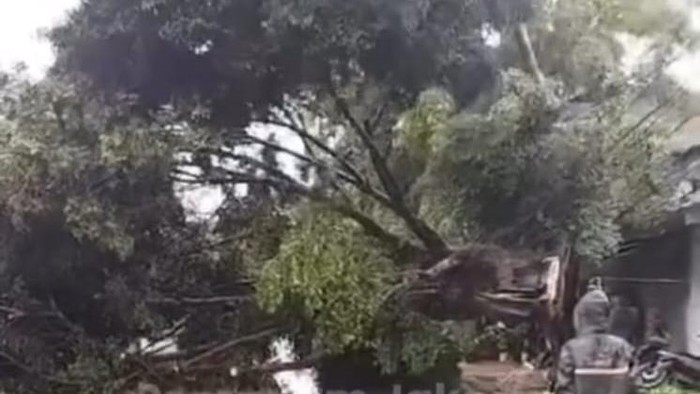 Pohon tumbang menutup Jalan Raya Bogor, Kramat Jati, Jakarta Timur, Sabtu (14/12/2024) sore tadi.