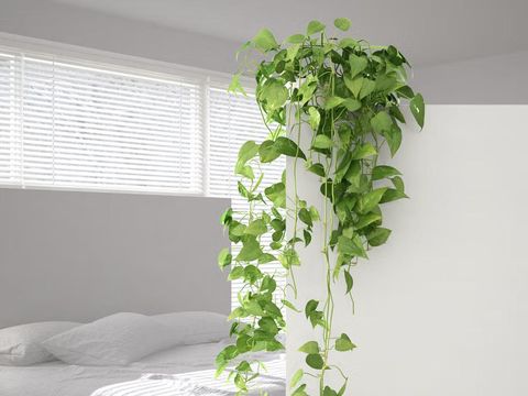 Tanaman di kamar