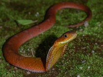 9 Bahan Alami yang Ditakuti Ular agar Tak Datang ke Rumah, Bukan Garam!