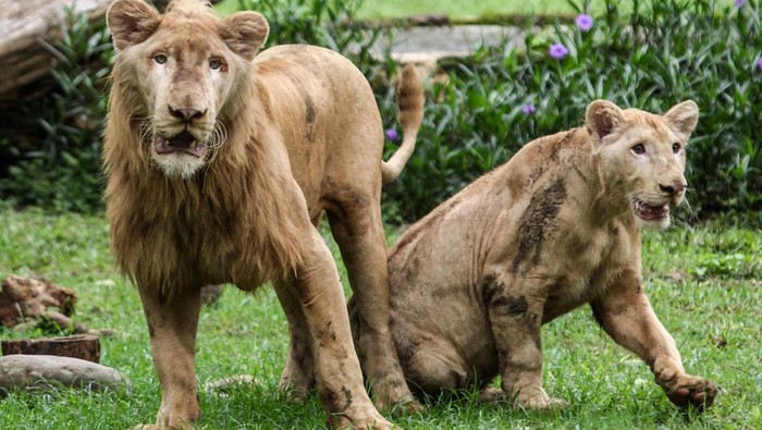 2 Singa Putih Jadi Penghuni Baru Kebun Binatang Surabaya Singa putih jantan (Panthera leo) bernama Zeus berumur 1,5 tahun bersama singa betina bernama Kiara berumur 1 tahun berada di kandang di Kebun Binatang Surabaya, Surabaya, Jawa Timur, Minggu (15/12/2024). Dua ekor singa putih itu merupakan koleksi baru di Kebun Binatang Surabaya hasil pertukaran satwa dengan Lembang Zoo. ANTARA FOTO/Didik Suhartono/agr