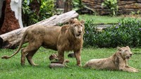 Singa putih jantan (Panthera leo) bernama Zeus berumur 1,5 tahun bersama singa betina bernama Kiara berumur 1 tahun berada di kandang di Kebun Binatang Surabaya, Surabaya, Jawa Timur, Minggu (15/12/2024). 