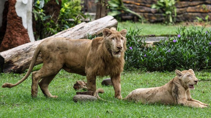 Singa putih jantan (Panthera leo) bernama Zeus berumur 1,5 tahun bersama singa betina bernama Kiara berumur 1 tahun berada di kandang di Kebun Binatang Surabaya, Surabaya, Jawa Timur, Minggu (15/12/2024). Dua ekor singa putih itu merupakan koleksi baru di Kebun Binatang Surabaya hasil pertukaran satwa dengan Lembang Zoo. ANTARA FOTO/Didik Suhartono/agr