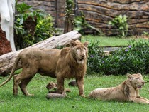 2 Singa Putih Jadi Penghuni Baru Kebun Binatang Surabaya