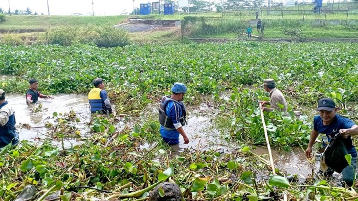 Aksi membersihkan tumpukan eceng gondok yang memenuhi aliran Sungai Cibeet Ciamis penyebab banjir.