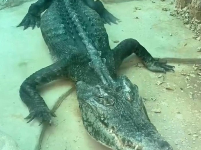 Buaya kerempeng di Kebun Binatang Guangzhou, China
