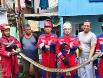 Damkar Makassar Evakuasi Ular Piton 4 Meter Masuk Rumah Warga di Tallo