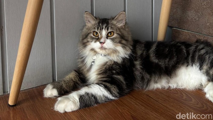 Ilustrasi kucing liar