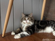 Kenapa Kucing Suka Memijat? Ini Alasan Ilmiah di Baliknya