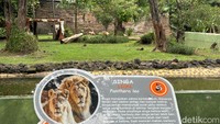 Sepasang singa itu didatangkan KBS dari Lembang Zoo sejak Agustus 2024.  (Foto: Aprilia Devi)