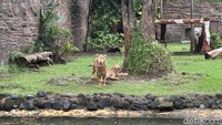 KBS memperkenalkan satwa baru sepasang singa bernama Zeus dan Kiara. Mereka dikenalkan jelang libur Nataru. (Foto: Aprilia Devi)