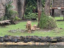 Gemas! KBS Surabaya Kenalkan Sepasang Singa Putih Zeus dan Kara