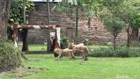 Kehadiran Zeus dan Kiara ini menggenapkan koleksi singa di KBS yang saat ini mencapai 10 ekor. (Foto: Aprilia Devi)
