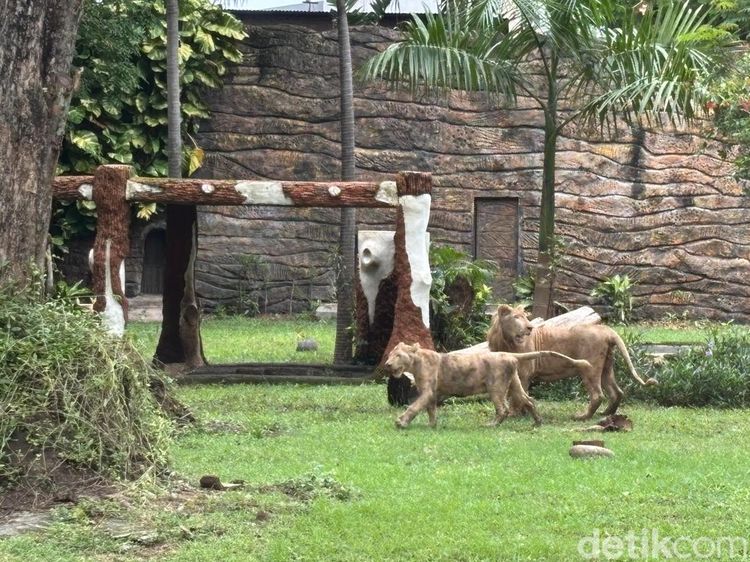 Potret Singa Putih Zeus-Kiara Koleksi Baru KBS