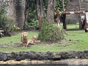 Bikin Gemes! KBS Kenalkan Singa Putih Zeus dan Kiara Sambut Libur Nataru