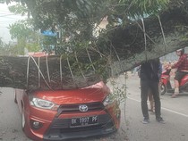 Pohon Besar Tumbang Timpa 4 Mobil di Jalan Abdullah Lubis Medan