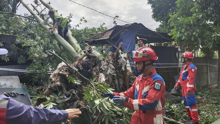 Pohon tumbang timpa rumah warga di Ciracas, Jakarta Timur
