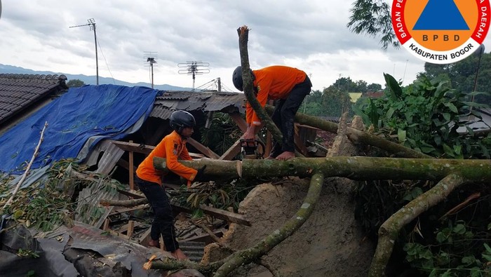 Pohon tumbang timpa tiga rumah warga di Bogor (dok.BPBD Bogor)