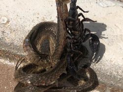 Potret Fenomena Alam Mengerikan yang Ditemui Manusia