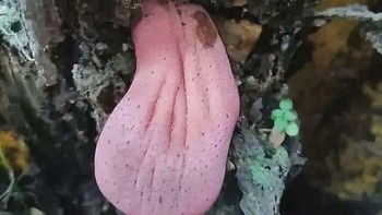 Jamur lidah yang kerap ditemukan di pohon oak dan kastanye. Foto: Boredpanda