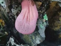 Potret Fenomena Alam Mengerikan yang Ditemui Manusia