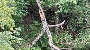 Sebuah pohon yang terlihat seperti berjalan diam-diam. Foto: Boredpanda