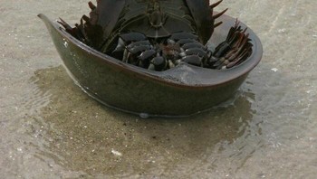 Fosil hidup ini berusia 200 juta tahun lebih tua dari dinosaurus teruta. Foto: Boredpanda