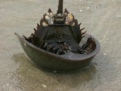 Potret Fenomena Alam Mengerikan yang Ditemui Manusia