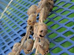 Potret Fenomena Alam Mengerikan yang Ditemui Manusia