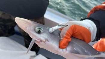 Wah ada ikan di dalam ikan? Foto: Boredpanda