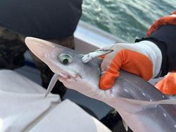 Potret Fenomena Alam Mengerikan yang Ditemui Manusia