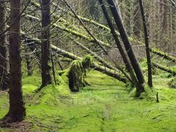 Potret Fenomena Alam Mengerikan yang Ditemui Manusia