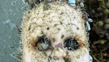 Penemuan boneka mengerikan saat menyisir pantai. Foto: Boredpanda