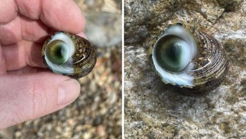 Siput laut yang terlihat seperti memiliki bola mata raksasa. Foto: Boredpanda