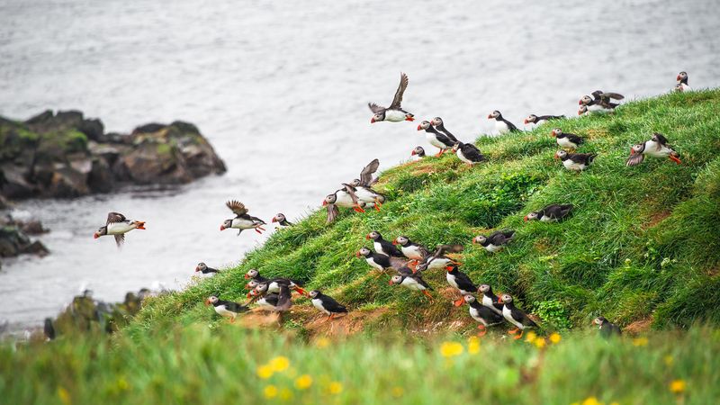Burung puffin