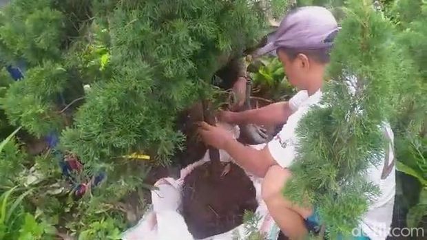 Cemara Poa Poa Prigen Pasuruan Diburu Jelang Natal